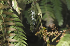 Rhionaeschna psilus