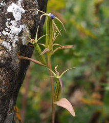 Legousia falcata
