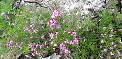 Erica umbellata