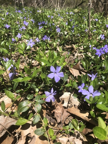 Vinca minor