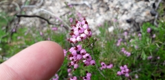Erica umbellata