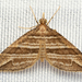 Psaliodes multilinea - Photo (c) Don Marsille,  זכויות יוצרים חלקיות (CC BY-NC), הועלה על ידי Don Marsille
