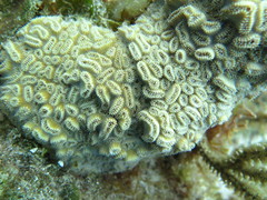 Dichocoenia stokesii