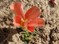 Oxalis pulchella