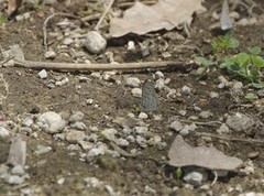 Leptotes cassius cassidula