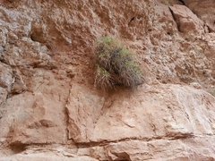Perityle congesta