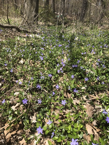 Vinca minor
