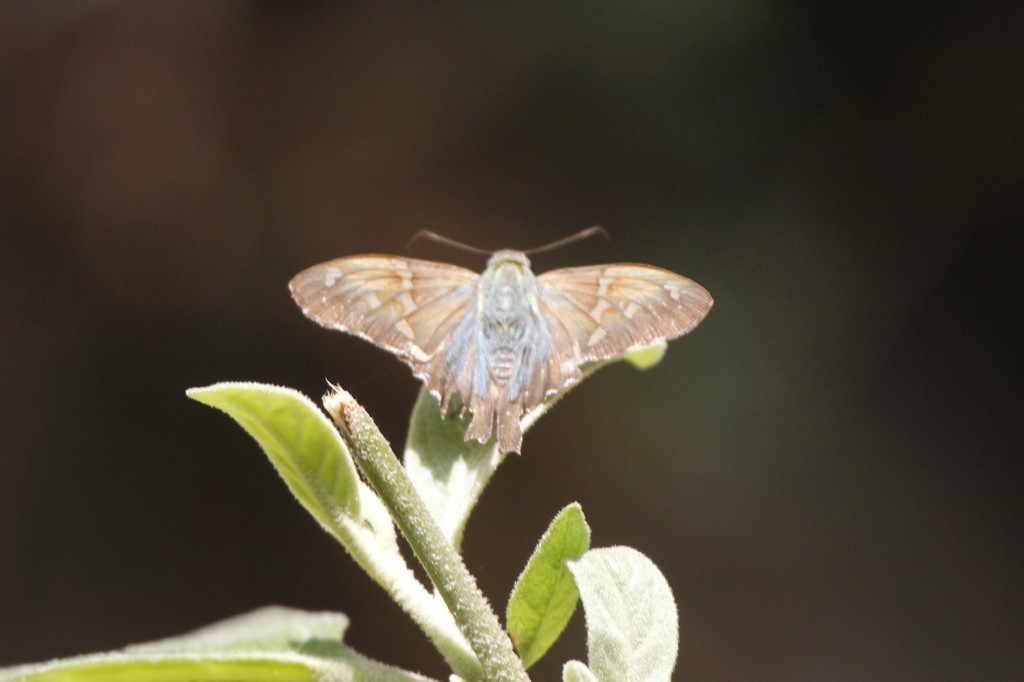 Esmeralda Longtail