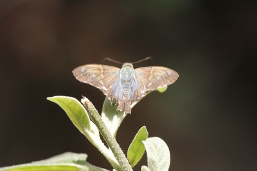 Esmeralda Longtail