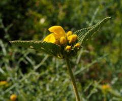 Phlomis viscosa