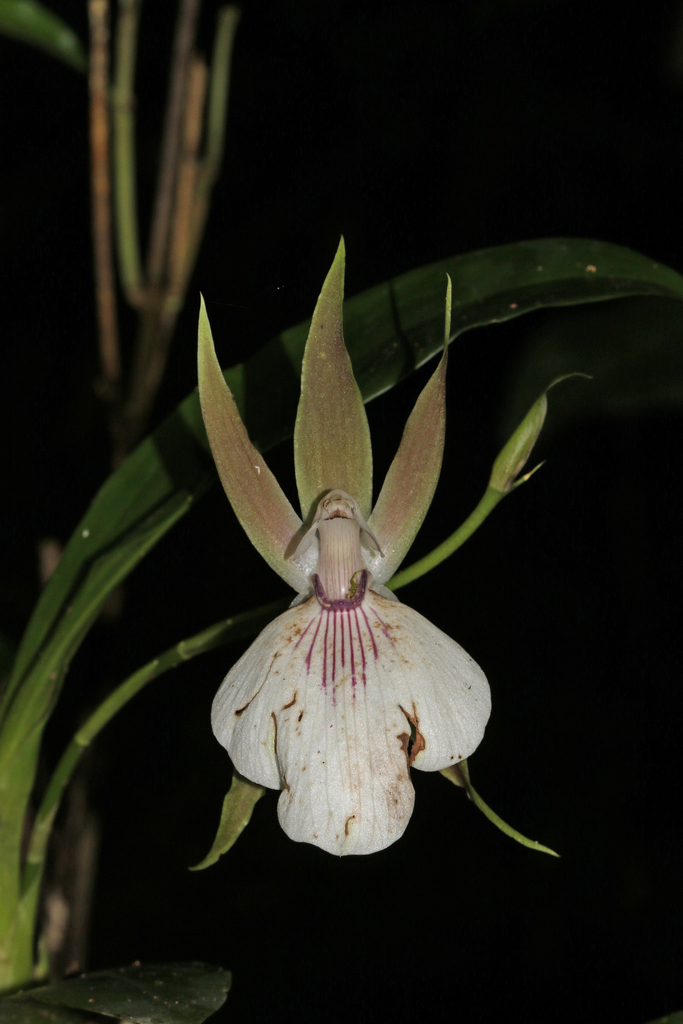 Zygosepalum labiosum