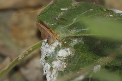 Aguna asander asander