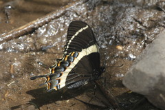 Papilio garamas garamas