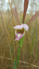 Cleistesiopsis divaricata