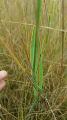 Cleistesiopsis divaricata
