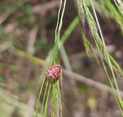Stagonomus bipunctatus