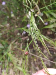 Stagonomus bipunctatus