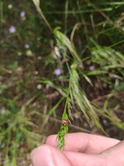 Stagonomus bipunctatus