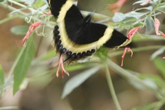 Papilio garamas garamas
