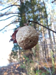 Amphibolips confluenta