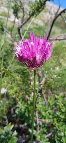 Allium barsczewskii (Allium barsczewskii)