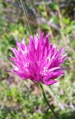 Allium barsczewskii, photograph (c) Igor Karyakin, some rights reserved (CC BY)