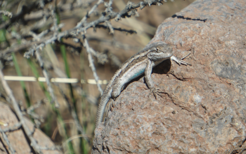 Southwestern Fence Lizard