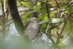 Turdus assimilis