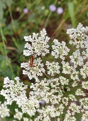 Rhagonycha nigritarsis