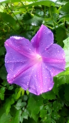 Ipomoea indica