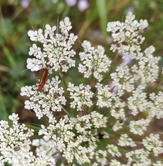 Rhagonycha nigritarsis