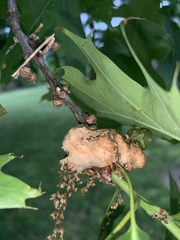 Callirhytis quercusoperator