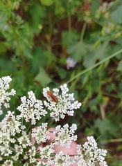 Rhagonycha nigritarsis