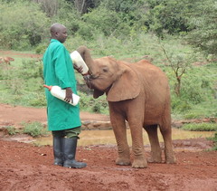 Elephantidae