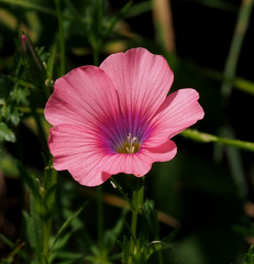 Linum pubescens