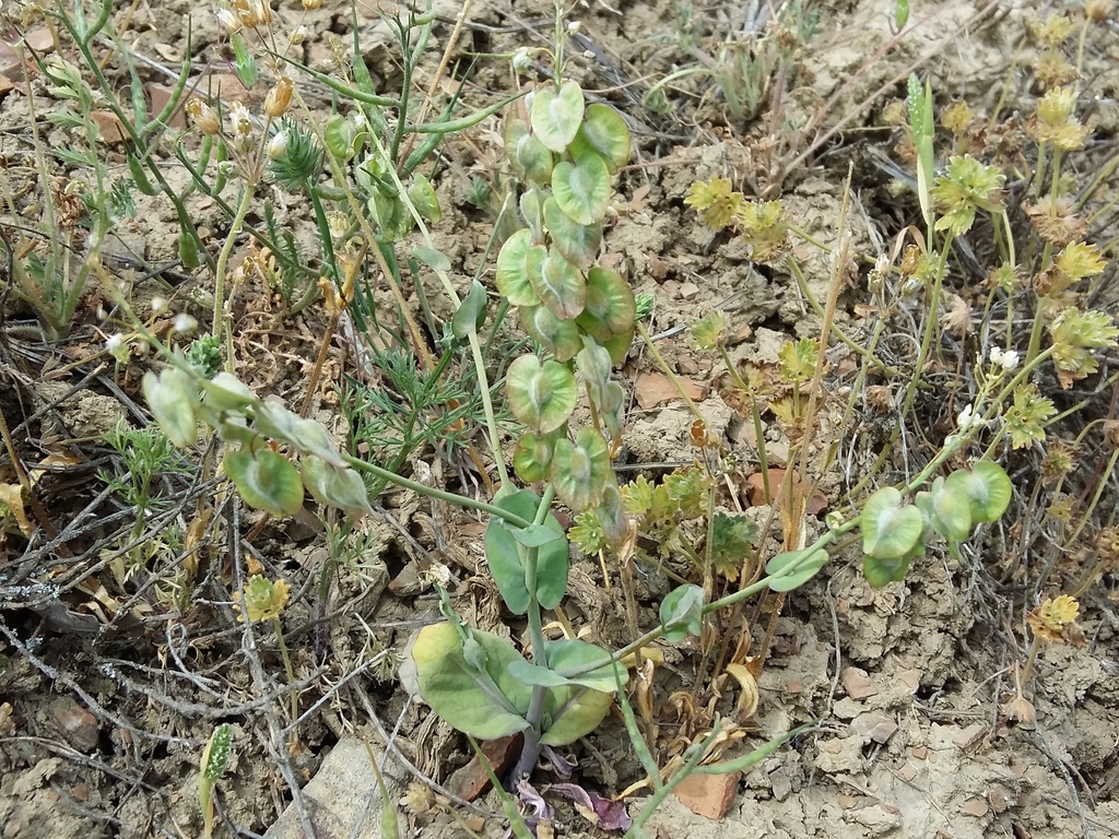 Isatis cardiocarpa