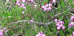 Erica umbellata
