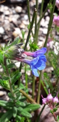 Glandora prostrata lusitanica