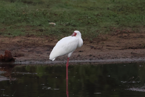 Espátula africana (Platalea alba)