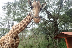 Giraffa camelopardalis tippelskirchi