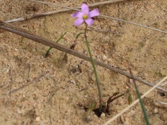Oxalis livida