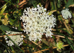 Tordylium trachycarpum