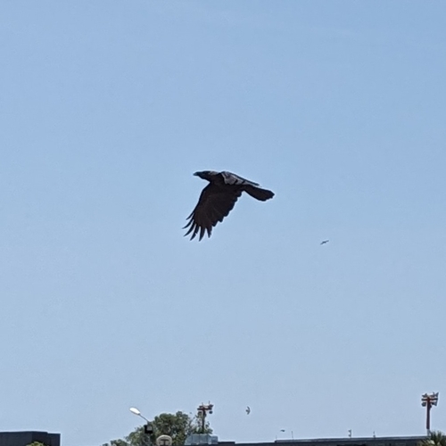 House Crow photographed in Djibouti