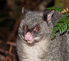 Mountain Brushtail Possum photo 1