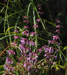 Salvia judaica