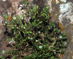 Arenaria leptoclados