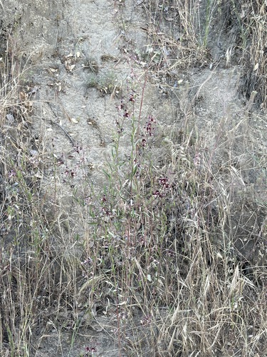 Springville clarkia (Clarkia springvillensis)