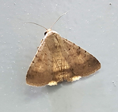 Pandesma quenavadi