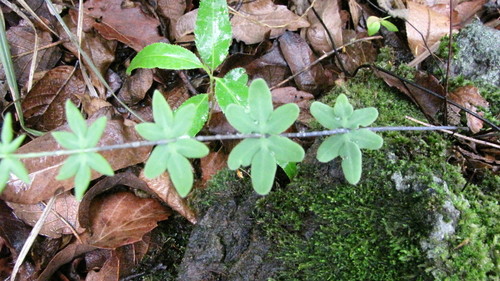 Pellaea ternifolia