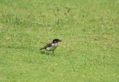 Pycnonotus sinensis hainanus